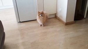 Шпиц не может решиться на прыжок
