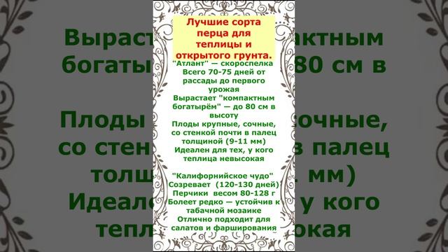Когда сеять Перец на рассаду.Калибровка семян.Не упустите время!
