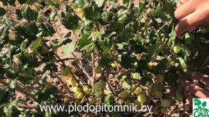 Крыжовник Белорусский сахарный улучшенный. Самый сладкий сорт крыжовника.