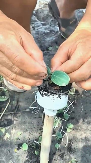 #agricultural #agriculture #farming #agro #farmlife #agricoltura  #technology #farm #food #diy