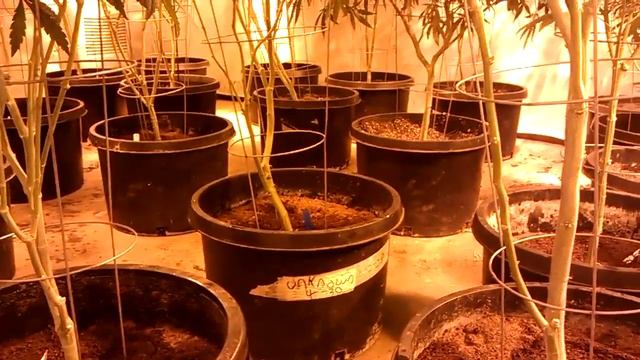 8000 Watt 34-Strain Flower Room day 21 смотреть онлайн