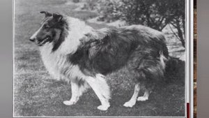 животные блокады 715.mp4