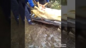 слабо нервным не смотреть !!!!!!!