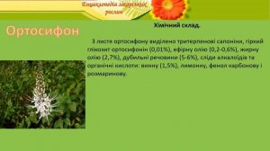 Ортосифон