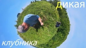 Дикая клубника