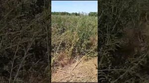 Работа трактора ЛТЗ 55 почвофрезы, Бомет