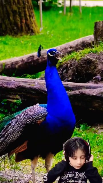 Singing Birds - Birds chirping - Soothing Birds Sounds for relaxation and birdwatching👀🎶🐦