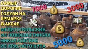 💰💰💰 Самые дорогие голуби на ярмарке в Аксае.🕊🕊🕊 Мелитопольские голуби из Новошахтинска.