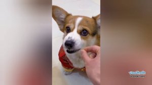 Подборка лучшие смешные видео приколы и юмор за январь 2025