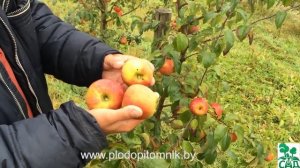 Яблоня сорт Память Сикоры