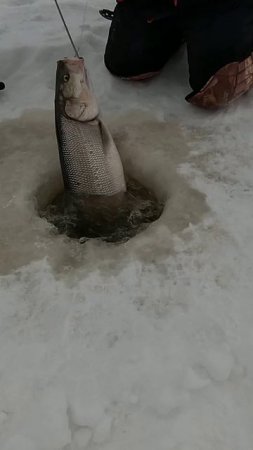 НЕ ОЖИДАЛ.