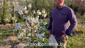 Вишня, черешня, груша ШАРИКОМ. Сформировали обрезкой на даче НИЗКИЕ растения из высокорослых.