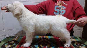 Шикарный щенок золотистого ретривера- голден.Golden retriever puppy