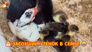 Засохший утенок с братьями 🤗 Утка не хочет водить утят и тупо сидит на пустом гнезде ❣️🤣😂