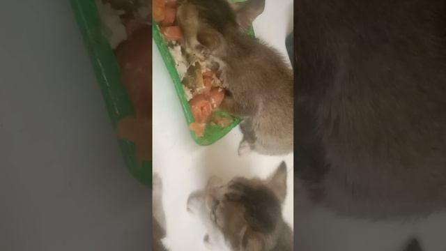 Котята учатся есть