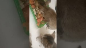 Котята учатся есть