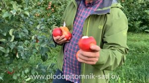 Яблоня РЕДФРИ. Топовый летний сорт в сравнении с гигантским ЛЕТНИМ СЛАДКИМ).