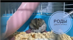 Хомяк рожает. Первые роды.Что делать после родов. Беременность, уход за потомством все нюансы.