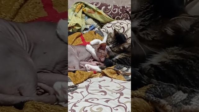 Ленивый кот Вася . 🤣 смотреть онлайн