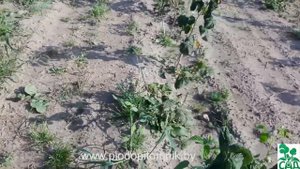 Малина ремонтантная сорт Оранжевое чудо