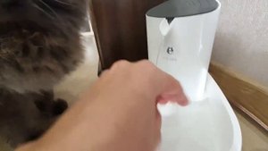 Оценит ли кот свой питьевой фонтанчик?