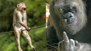 НЕВЕРОЯТНО СМЕШНЫЕ ЖИВОТНЫЕ