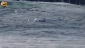 Casper Dog vs 11 Coyotes - Full Story । Facts Phylum