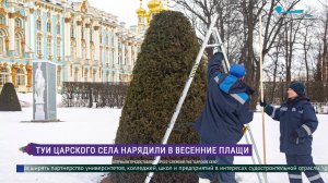 Туи Царского Села нарядили в весенние плащи.