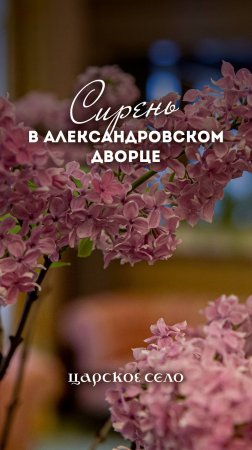 Сирень цветёт в Александровском дворце в январе