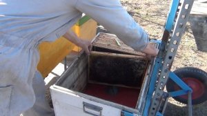 Испытываю улей системы Цебро