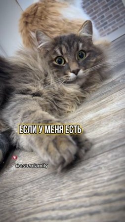 Солнышко как ты#astenfamily#кототерапия #кошечки#приколыкоты#котыприколы#смешныекотики