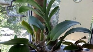 Орхидеи летом -- обо всём по- немногу.ВАНДА!!!