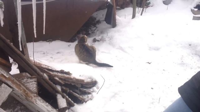 Нормальное явление смотреть онлайн