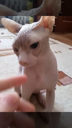 Лысый кот кидается