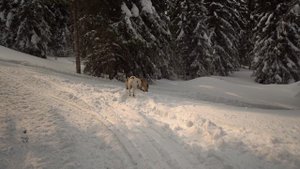 11264205-uhd_3840_2160_24fps