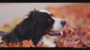 #Islam#Quran#TaHa#ٌMinshawiy#Коран#СурТаХа#СамыеКрасивыеМеста#Relaxation#4кВидео#2часть#