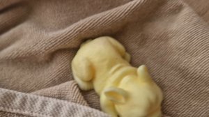 мытьё ванильки