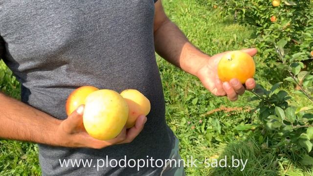 Яблоня сорт АНАНАС. Если в саду не растут ананасы, посади сорт яблони Ананас, почти тоже самое. смотреть онлайн