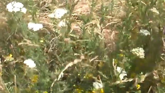 Тысячелистник, деревий Наш травник кратко смотреть онлайн