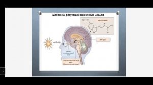 Циркадные ритмы