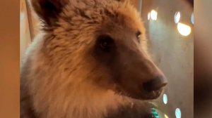 Осиротевшего камчатского медвежонка перевели из собачьего приюта в парк «Земля прайда» в Москву