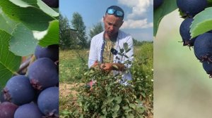ИРГА СМОУКИ (SMOKEY) Обзор последнего сорта ирги из нашей коллекции.