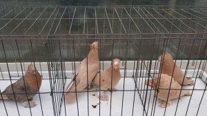 В двухчубых среднеазиатских голубей добавил иракскую таклу. Гибриды третьего поколения.