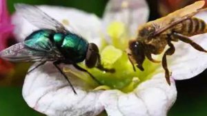 Муха и Пчела | И. А. Крылов