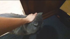 Щпиц не хочет идти гулять!