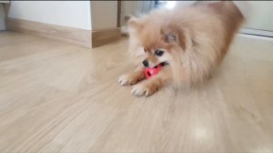 У шпица сон играм не помеха!