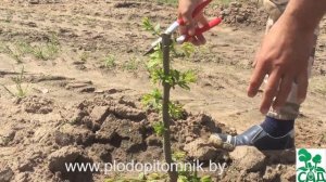 Обрезка растений: сливы, алычи, абрикоса (часть 2).