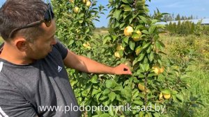 Яблоня КОЛОННОВИДНАЯ сорт ПРЕЗИДЕНТ. Летняя яблоня с колонновидной кроной, похожая на Папировку.