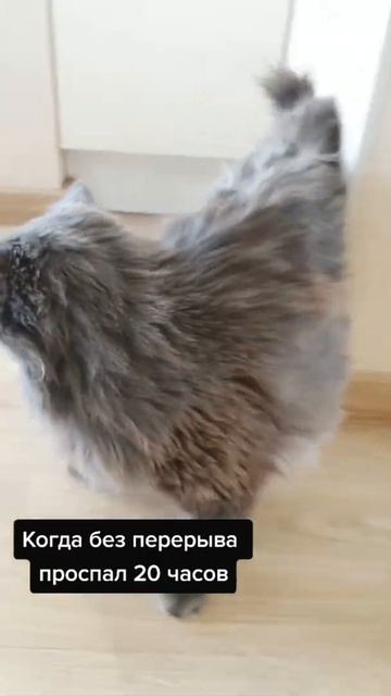 Что делает кот после 20 часов сна?