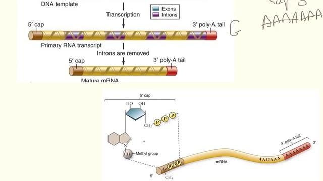 Protein Synthesis смотреть онлайн